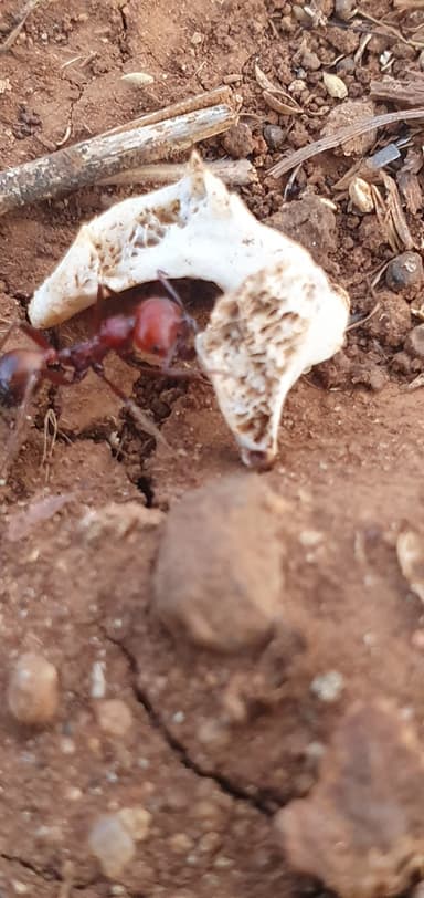 Messor cephalotes photo 56