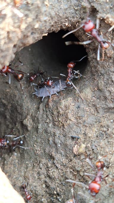 Messor cephalotes photo 59