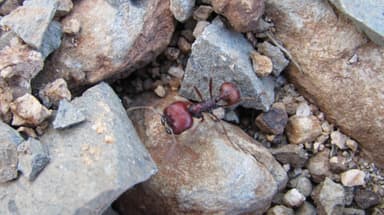 Messor cephalotes photo 60