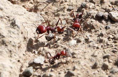 Messor cephalotes photo 61