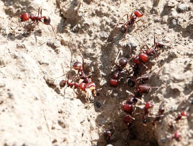 Messor cephalotes photo 62