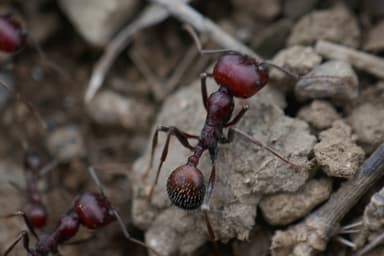 Messor cephalotes photo 64