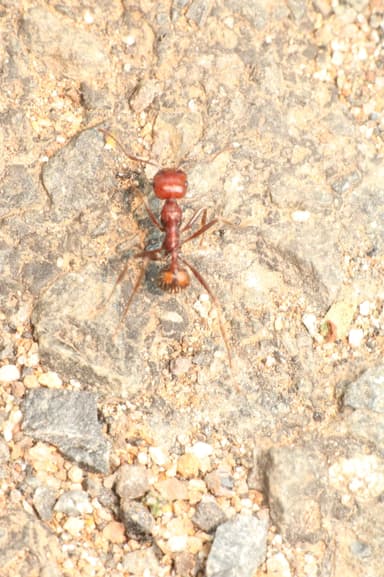 Messor cephalotes photo 66