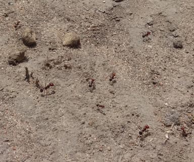 Messor cephalotes photo 73