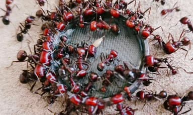 Messor cephalotes photo 76