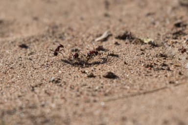 Messor cephalotes photo 77