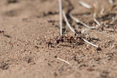 Messor cephalotes photo 78