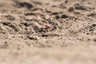 Messor cephalotes photo 79