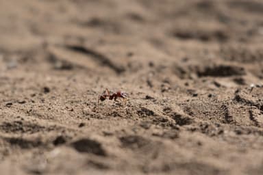 Messor cephalotes photo 80