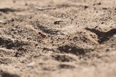 Messor cephalotes photo 81