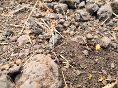 Messor cephalotes — colony photo 82
