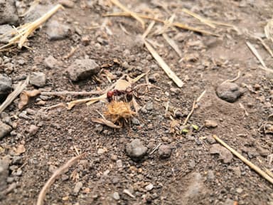 Messor cephalotes — colony photo 83