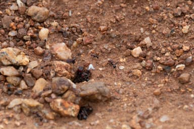 Messor cephalotes photo 85