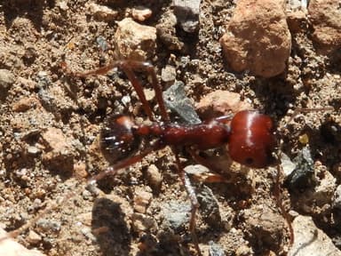 Messor cephalotes photo 86