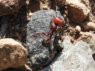 Messor cephalotes photo 87