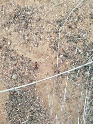 Messor cephalotes photo 88