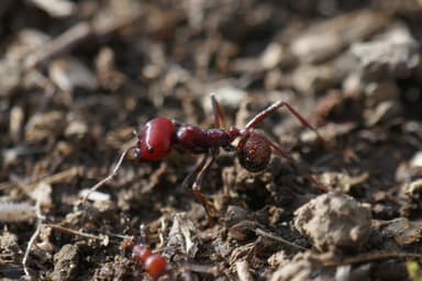 Messor cephalotes photo 89