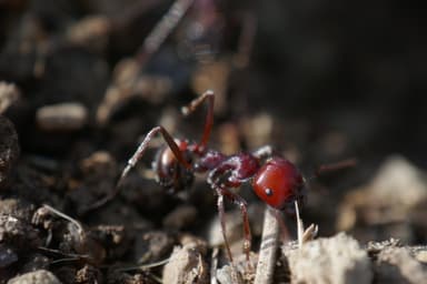 Messor cephalotes photo 90
