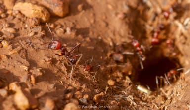 Messor cephalotes photo 91