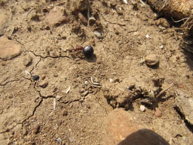 Messor cephalotes photo 93