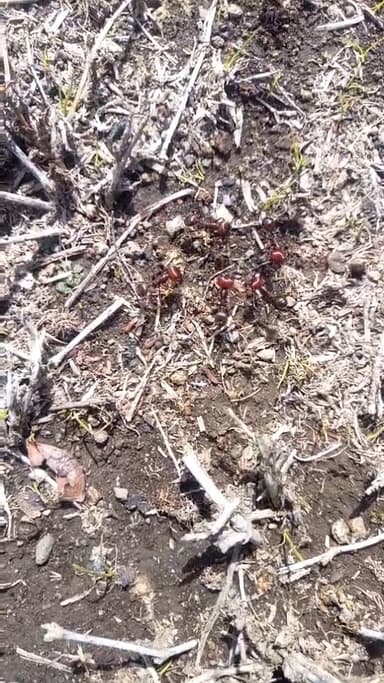 Messor cephalotes photo 96