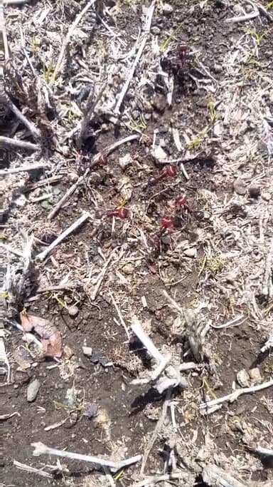 Messor cephalotes photo 98