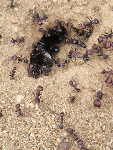 Messor cephalotes photo 99