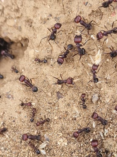 Messor cephalotes photo 100