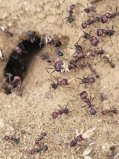 Messor cephalotes photo 101