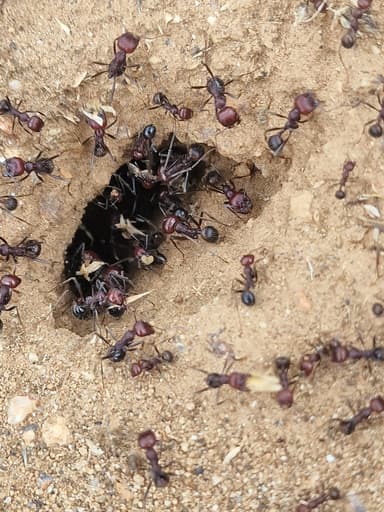 Messor cephalotes photo 102