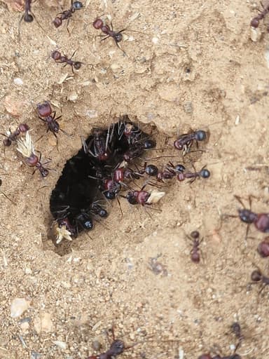 Messor cephalotes photo 104