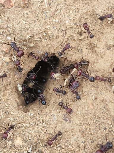 Messor cephalotes photo 105