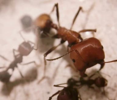 Messor cephalotes photo 107