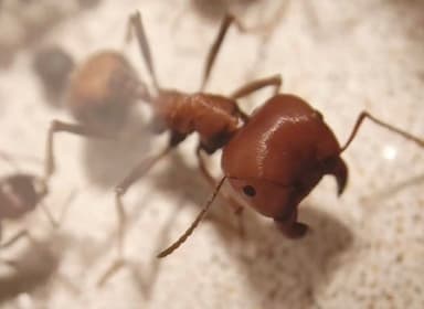 Messor cephalotes photo 108