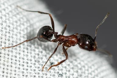 Messor denticulatus photo 5