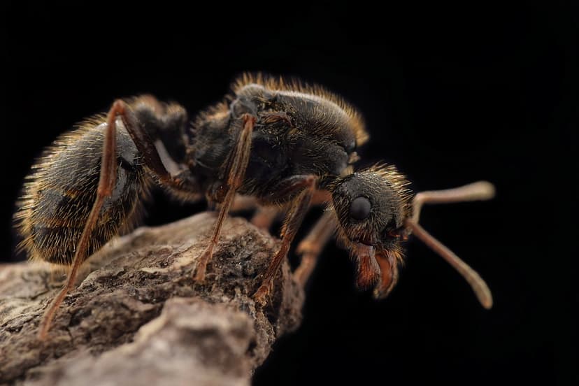 Messor ibericus photo 1