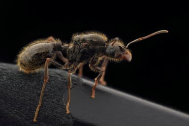 Messor ibericus photo 3