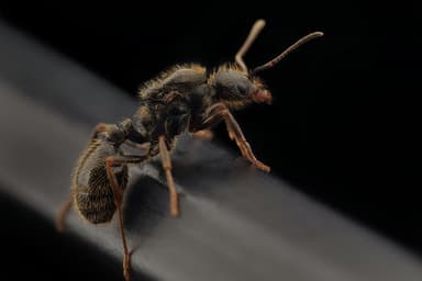 Messor ibericus photo 4