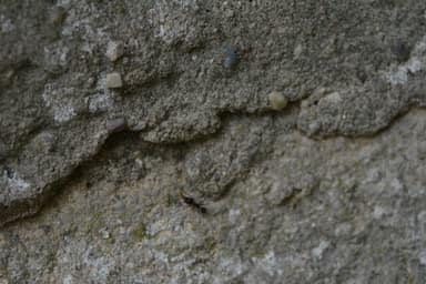 Messor ibericus photo 9