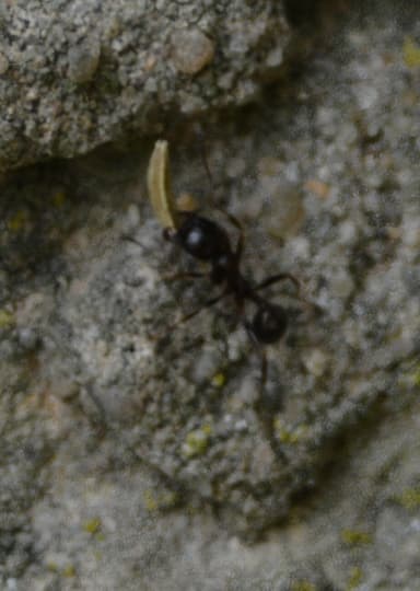 Messor ibericus photo 11