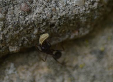 Messor ibericus photo 13