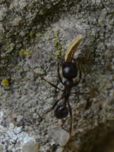 Messor ibericus photo 15