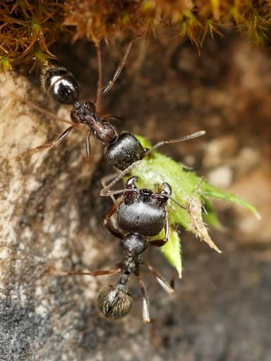 Messor ibericus — colony photo 17