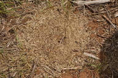 Messor ibericus — colony photo 19