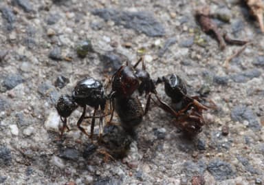 Messor ibericus photo 20