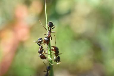 Messor ibericus photo 23