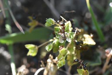 Messor ibericus photo 24