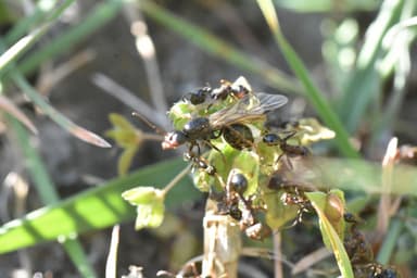 Messor ibericus photo 25