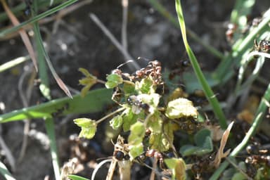 Messor ibericus photo 27