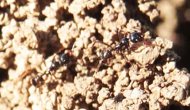 Messor ibericus photo 32
